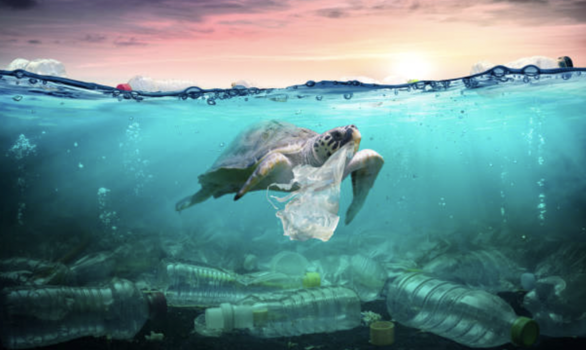 The Silent Sorrows of the Sea